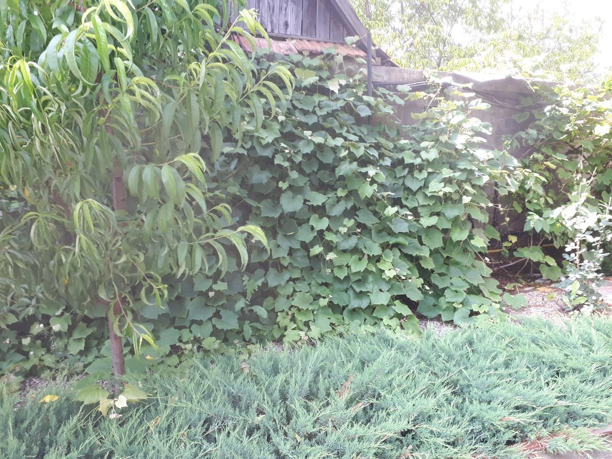 Pensjonat Casa Cionca Gilău Zewnętrze zdjęcie